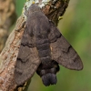 Hummingbird Hawk-moth - Macroglossum stellatarum  | Fotografijos autorius : Eglė Vičiuvienė | © Macronature.eu | Macro photography web site