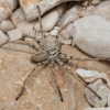 Žaliavoris - Eusparassus laevatus ♀ | Fotografijos autorius : Žilvinas Pūtys | © Macronature.eu | Macro photography web site