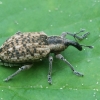 Straubliukas - Hypera conmaculata | Fotografijos autorius : Vytautas Gluoksnis | © Macrogamta.lt | Šis tinklapis priklauso bendruomenei kuri domisi makro fotografija ir fotografuoja gyvąjį makro pasaulį.