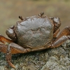 Iberian freshwater crab - Potamon ibericum | Fotografijos autorius : Gintautas Steiblys | © Macronature.eu | Macro photography web site