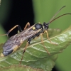 Ichneumon wasp - Amblyteles armatorius  | Fotografijos autorius : Gintautas Steiblys | © Macronature.eu | Macro photography web site