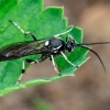 Ichneumon wasp | Fotografijos autorius : Darius Baužys | © Macronature.eu | Macro photography web site