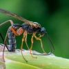 Ichneumon wasp | Fotografijos autorius : Oskaras Venckus | © Macronature.eu | Macro photography web site