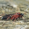 Ichneumonid wasp - Linycus exhortator | Fotografijos autorius : Gintautas Steiblys | © Macronature.eu | Macro photography web site