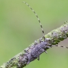 Ilgaūsis pušiagraužis | Timberman beetle | Acanthocinus aedilis | Fotografijos autorius : Darius Baužys | © Macrogamta.lt | Šis tinklapis priklauso bendruomenei kuri domisi makro fotografija ir fotografuoja gyvąjį makro pasaulį.