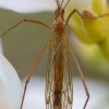 Ilgakojis uodas - Phylidorea ferruginea ♂ | Fotografijos autorius : Žilvinas Pūtys | © Macrogamta.lt | Šis tinklapis priklauso bendruomenei kuri domisi makro fotografija ir fotografuoja gyvąjį makro pasaulį.