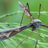 Ilgakojis uodas - Tipula maxima | Fotografijos autorius : Gintautas Steiblys | © Macrogamta.lt | Šis tinklapis priklauso bendruomenei kuri domisi makro fotografija ir fotografuoja gyvąjį makro pasaulį.