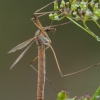 Pelkinis ilgakojis uodas - Tipula paludosa ♀ | Fotografijos autorius : Žilvinas Pūtys | © Macrogamta.lt | Šis tinklapis priklauso bendruomenei kuri domisi makro fotografija ir fotografuoja gyvąjį makro pasaulį.