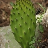 Indian Fig Opuntia - Opuntia ficus-indica | Fotografijos autorius : Gintautas Steiblys | © Macronature.eu | Macro photography web site