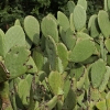 Indian Fig Opuntia - Opuntia ficus-indica | Fotografijos autorius : Gintautas Steiblys | © Macronature.eu | Macro photography web site