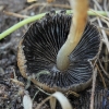 Inkcap - Coprinellus sp. | Fotografijos autorius : Gintautas Steiblys | © Macronature.eu | Macro photography web site