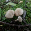 Plaušabudė - Inocybe melanopoda | Fotografijos autorius : Vitalij Drozdov | © Macrogamta.lt | Šis tinklapis priklauso bendruomenei kuri domisi makro fotografija ir fotografuoja gyvąjį makro pasaulį.