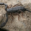 Italinis skorpionas - Euscorpius italicus | Fotografijos autorius : Gintautas Steiblys | © Macrogamta.lt | Šis tinklapis priklauso bendruomenei kuri domisi makro fotografija ir fotografuoja gyvąjį makro pasaulį.