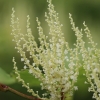 Japanese knotweed - Fallopia japonica | Fotografijos autorius : Agnė Našlėnienė | © Macronature.eu | Macro photography web site