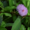 Jautrioji mimoza - Mimosa pudica | Fotografijos autorius : Nomeda Vėlavičienė | © Macrogamta.lt | Šis tinklapis priklauso bendruomenei kuri domisi makro fotografija ir fotografuoja gyvąjį makro pasaulį.
