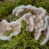 Jelly rot - Merulius tremellosus | Fotografijos autorius : Žilvinas Pūtys | © Macronature.eu | Macro photography web site