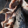 Jelly rot - Merulius tremellosus | Fotografijos autorius : Vytautas Gluoksnis | © Macronature.eu | Macro photography web site