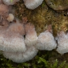 Jelly rot - Merulius tremellosus | Fotografijos autorius : Žilvinas Pūtys | © Macronature.eu | Macro photography web site