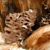 Jet ant, nest- Lasius fuliginosus | Fotografijos autorius : Aleksandras Stabrauskas | © Macronature.eu | Macro photography web site