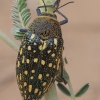 Jewel Beetle - Julodis sp. ♀ | Fotografijos autorius : Gintautas Steiblys | © Macronature.eu | Macro photography web site