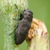 Jewel beetle - Anthaxia quadripunctata | Fotografijos autorius : Vidas Brazauskas | © Macrogamta.lt | Šis tinklapis priklauso bendruomenei kuri domisi makro fotografija ir fotografuoja gyvąjį makro pasaulį.