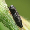 Jewel beetle - Anthaxia quadripunctata | Fotografijos autorius : Vidas Brazauskas | © Macrogamta.lt | Šis tinklapis priklauso bendruomenei kuri domisi makro fotografija ir fotografuoja gyvąjį makro pasaulį.