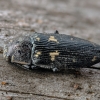 Jewel beetle - Buprestis novemmaculata | Fotografijos autorius : Kazimieras Martinaitis | © Macronature.eu | Macro photography web site