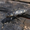 Jewel beetle - Buprestis novemmaculata | Fotografijos autorius : Vytautas Uselis | © Macronature.eu | Macro photography web site