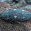Jewel beetle - Buprestis novemmaculata | Fotografijos autorius : Žilvinas Pūtys | © Macronature.eu | Macro photography web site