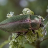 Jewel beetle - Perotis chlorana | Fotografijos autorius : Žilvinas Pūtys | © Macronature.eu | Macro photography web site