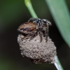 Jumping Spider - Evarcha falcata | Fotografijos autorius : Irenėjas Urbonavičius | © Macrogamta.lt | Šis tinklapis priklauso bendruomenei kuri domisi makro fotografija ir fotografuoja gyvąjį makro pasaulį.