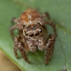 Jumping Spider - Evarcha falcata | Fotografijos autorius : Žilvinas Pūtys | © Macrogamta.lt | Šis tinklapis priklauso bendruomenei kuri domisi makro fotografija ir fotografuoja gyvąjį makro pasaulį.