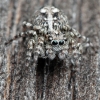 Jumping spider - Attulus terebratus ♀ | Fotografijos autorius : Gintautas Steiblys | © Macronature.eu | Macro photography web site