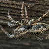 Jumping spider - Attulus terebratus ♂ | Fotografijos autorius : Gintautas Steiblys | © Macronature.eu | Macro photography web site