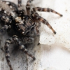 Jumping spider - Attulus terebratus | Fotografijos autorius : Mindaugas Leliunga | © Macronature.eu | Macro photography web site