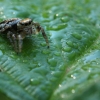 Jumping spider - Evarcha falcata | Fotografijos autorius : Ramunė Vakarė | © Macrogamta.lt | Šis tinklapis priklauso bendruomenei kuri domisi makro fotografija ir fotografuoja gyvąjį makro pasaulį.