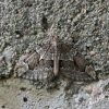 Juniper carpet - Thera juniperata | Fotografijos autorius : Vytautas Gluoksnis | © Macronature.eu | Macro photography web site