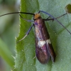 Juodagalvė ilgaūsė makštinė kandis - Cauchas rufimitrella ♀ | Fotografijos autorius : Žilvinas Pūtys | © Macrogamta.lt | Šis tinklapis priklauso bendruomenei kuri domisi makro fotografija ir fotografuoja gyvąjį makro pasaulį.