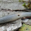 Juodagalvis dirvašliužis - Krynickillus melanocephalus | Fotografijos autorius : Gintautas Steiblys | © Macrogamta.lt | Šis tinklapis priklauso bendruomenei kuri domisi makro fotografija ir fotografuoja gyvąjį makro pasaulį.