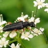 Juodasis žieduolis - Anoplodera rufipes | Fotografijos autorius : Vitalii Alekseev | © Macrogamta.lt | Šis tinklapis priklauso bendruomenei kuri domisi makro fotografija ir fotografuoja gyvąjį makro pasaulį.