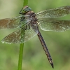 Karališkasis laumžirgis - Anax parthenope ♀ | Fotografijos autorius : Gintautas Steiblys | © Macrogamta.lt | Šis tinklapis priklauso bendruomenei kuri domisi makro fotografija ir fotografuoja gyvąjį makro pasaulį.