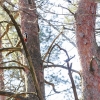 Karoliniškių kraštovaizdžio draustinis | Fotografijos autorius : Darius Baužys | © Macrogamta.lt | Šis tinklapis priklauso bendruomenei kuri domisi makro fotografija ir fotografuoja gyvąjį makro pasaulį.