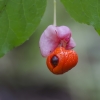 Karpotasis ožekšnis - Euonymus verrucosus | Fotografijos autorius : Kazimieras Martinaitis | © Macrogamta.lt | Šis tinklapis priklauso bendruomenei kuri domisi makro fotografija ir fotografuoja gyvąjį makro pasaulį.