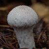 Karpotasis pumpotaukšlis - Lycoperdon perlatum | Fotografijos autorius : Žilvinas Pūtys | © Macrogamta.lt | Šis tinklapis priklauso bendruomenei kuri domisi makro fotografija ir fotografuoja gyvąjį makro pasaulį.