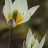Keliažiedė tulpė - Tulipa bifloriformis | Fotografijos autorius : Gintautas Steiblys | © Macrogamta.lt | Šis tinklapis priklauso bendruomenei kuri domisi makro fotografija ir fotografuoja gyvąjį makro pasaulį.
