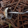  Margakotė kelmabudė - Hypholoma (Psilocybe) marginatum | Fotografijos autorius : Vitalij Drozdov | © Macrogamta.lt | Šis tinklapis priklauso bendruomenei kuri domisi makro fotografija ir fotografuoja gyvąjį makro pasaulį.