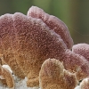 Pergamentinė kempelė - Trichaptum biforme | Fotografijos autorius : Gintautas Steiblys | © Macrogamta.lt | Šis tinklapis priklauso bendruomenei kuri domisi makro fotografija ir fotografuoja gyvąjį makro pasaulį.