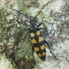 Keturjuostė strangalija - Strangalia attenuata | Fotografijos autorius : Vidas Brazauskas | © Macrogamta.lt | Šis tinklapis priklauso bendruomenei kuri domisi makro fotografija ir fotografuoja gyvąjį makro pasaulį.