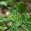 Keturlapė vilkauogė – Paris quadrifolia | Fotografijos autorius : Vidas Brazauskas | © Macrogamta.lt | Šis tinklapis priklauso bendruomenei kuri domisi makro fotografija ir fotografuoja gyvąjį makro pasaulį.