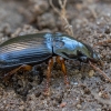 Keturtaškis vikriažygis - Harpalus laevipes ♂ | Fotografijos autorius : Žilvinas Pūtys | © Macrogamta.lt | Šis tinklapis priklauso bendruomenei kuri domisi makro fotografija ir fotografuoja gyvąjį makro pasaulį.